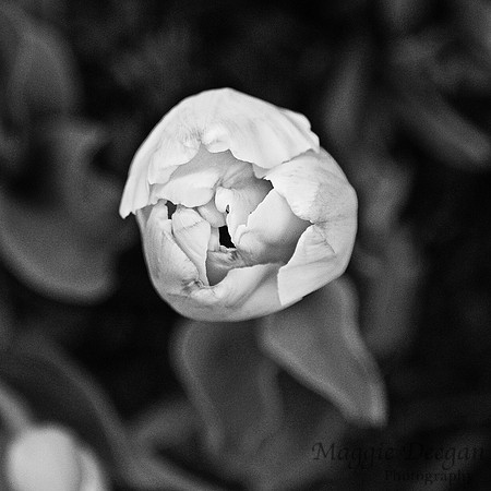 Apr 14 B&W High Contrast