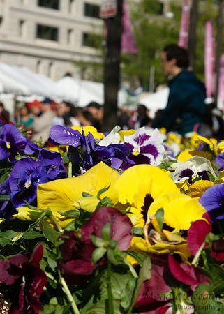 Sakura Matsuri - Japanese Street Festival