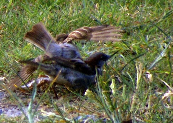 Aug 4 Motion Blur - People or Animals