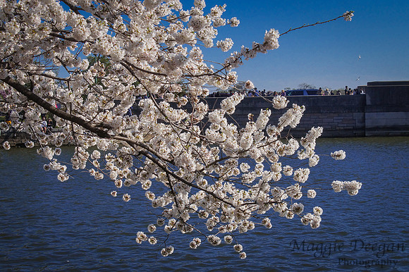 Washington DC