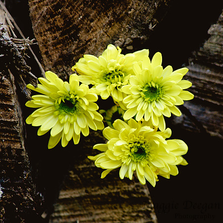 Project 365 2012