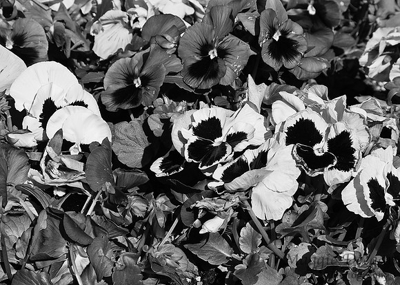 Apr 10 B&W Nature