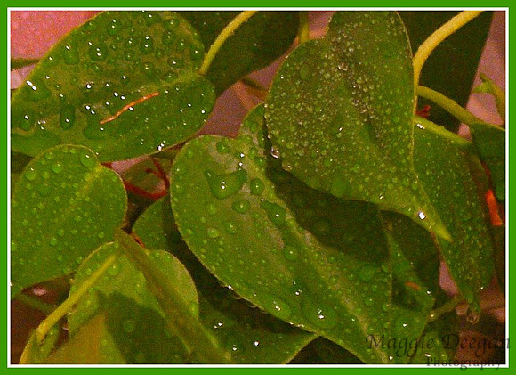 2009 Project 365