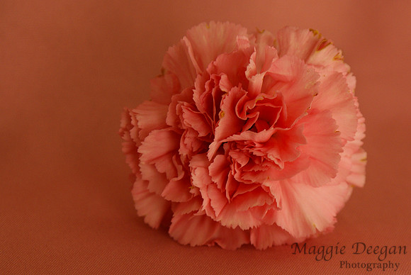 Project 365 2012
