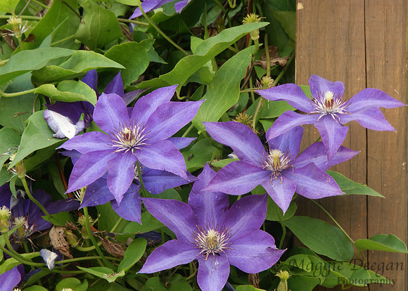 2009 Project 365