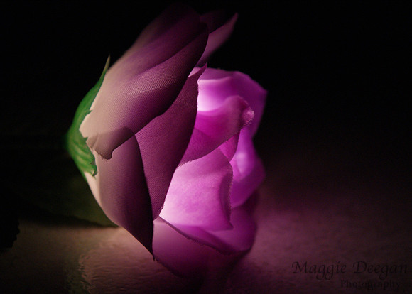 2009 Project 365