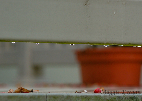 2009 Project 365