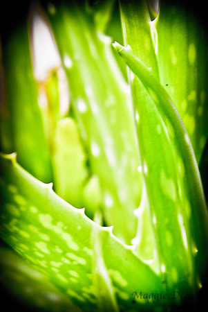 Project 365 2012