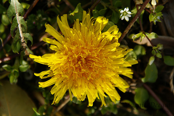 Project 365 2012