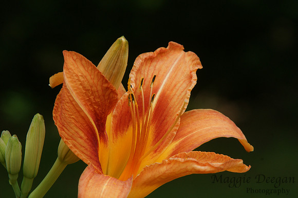 2009 Project 365