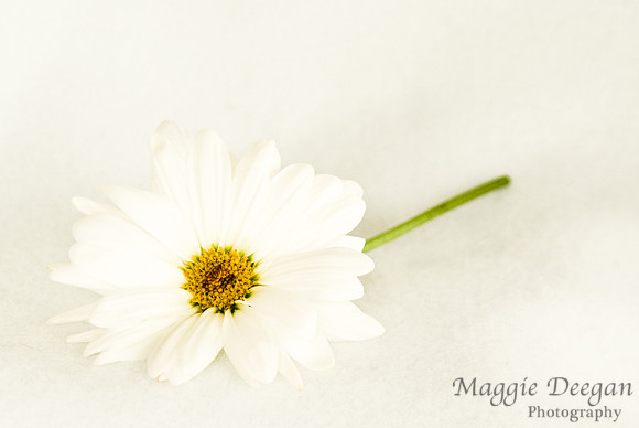 Project 365 2012