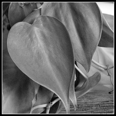 Apr 9 B&W Nature