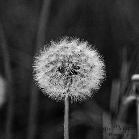 Apr 19 B&W 10 Mins from Home