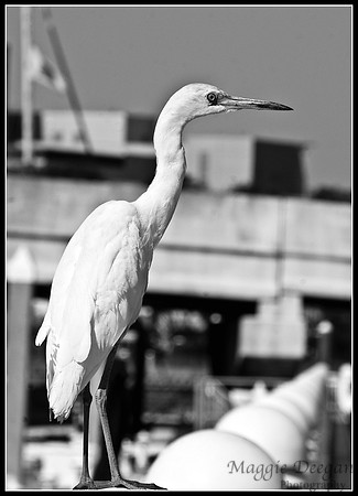 Apr 7 B&W Nature