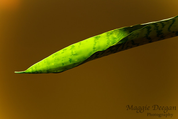 Project 365 2012