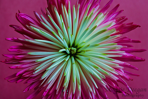 Project 365 2012