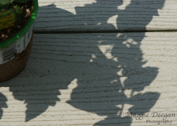 2009 Project 365