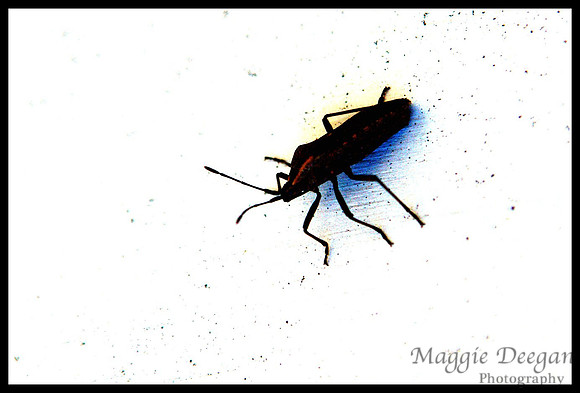 Aug 19 Bugs or Insects